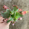Echeveria 'Culibra'