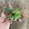 Echeveria 'Culibra'