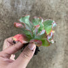 Echeveria 'Culibra'