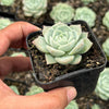 Echeveria 'Rosalia' (Korea Form)