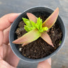Crassula Fusca