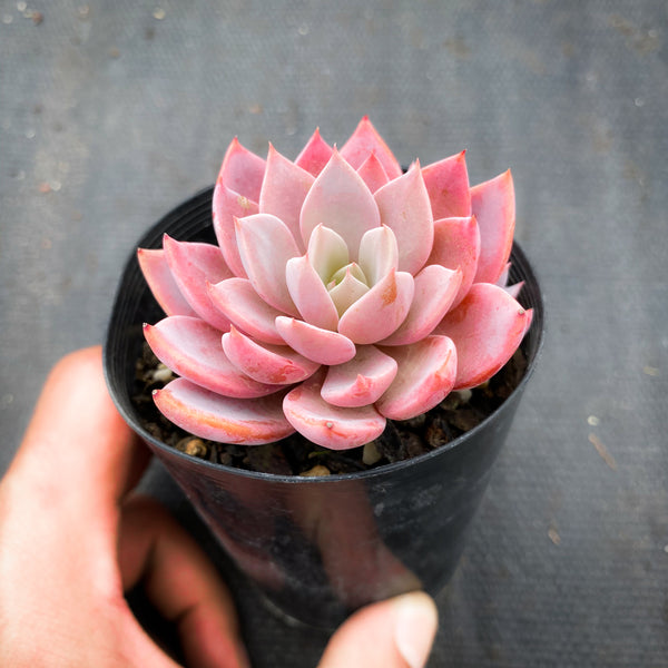 sugar jelly succulent Echeveria 'Sugar Jelly' – LET LOVE GROW (Succulent & Cactus)