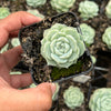 Echeveria 'Rosalia' (Korea Form)