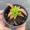 Crassula Fusca