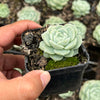 Echeveria 'Rosalia' (Korea Form)