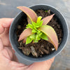 Crassula Fusca