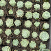 Echeveria 'Rosalia' (Korea Form)