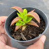 Crassula Fusca