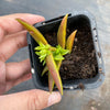 Crassula Fusca