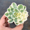 Echeveria Compton Carousel