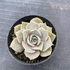 Echeveria Subalpinum