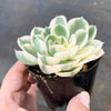 Echeveria Compton Carousel