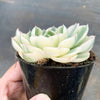Echeveria Compton Carousel