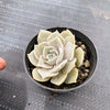 Echeveria Subalpinum