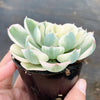 Echeveria Compton Carousel