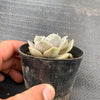 Echeveria Subalpinum