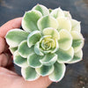 Echeveria Compton Carousel