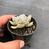 Echeveria Subalpinum
