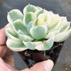 Echeveria Compton Carousel