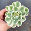 Echeveria Compton Carousel