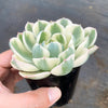 Echeveria Compton Carousel