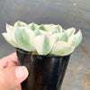 Echeveria Compton Carousel
