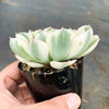 Echeveria Compton Carousel