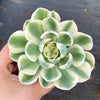 Echeveria Compton Carousel