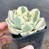 Echeveria Compton Carousel