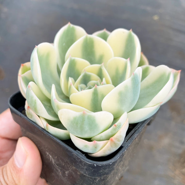 compton carousel succulent care Echeveria Compton Carousel – LET LOVE GROW (Succulent & Cactus)