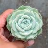 Echeveria 'Rosalia' (Korea Form)