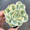 Echeveria Compton Carousel