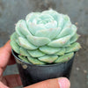 Echeveria 'Rosalia' (Korea Form)