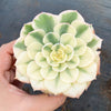 Echeveria Compton Carousel