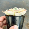 Echeveria Compton Carousel