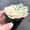 Echeveria Compton Carousel
