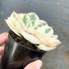 Echeveria Compton Carousel