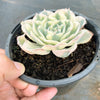 Echeveria Compton Carousel