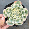 Echeveria Compton Carousel