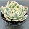 Echeveria Compton Carousel