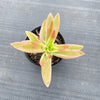 Crassula campfire variegated (has marks)