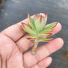 Echeveria 'Seiten-no-Tsukasa' (1 x CUTTING)