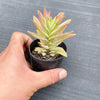 Crassula campfire variegated (has marks)