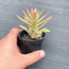 Crassula campfire variegated (has marks)