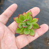 Echeveria 'Seiten-no-Tsukasa' (1 x CUTTING)