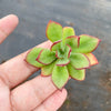 Echeveria 'Seiten-no-Tsukasa' (1 x CUTTING)
