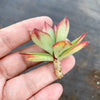 Echeveria 'Seiten-no-Tsukasa' (1 x CUTTING)