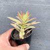 Crassula campfire variegated (has marks)