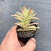 Crassula campfire variegated (has marks)