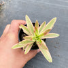 Crassula campfire variegated (has marks)